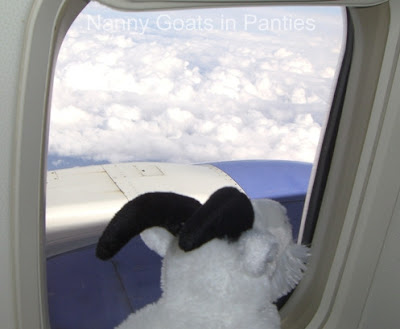 lacy checks out view from the plane lacy looks out window on the plane